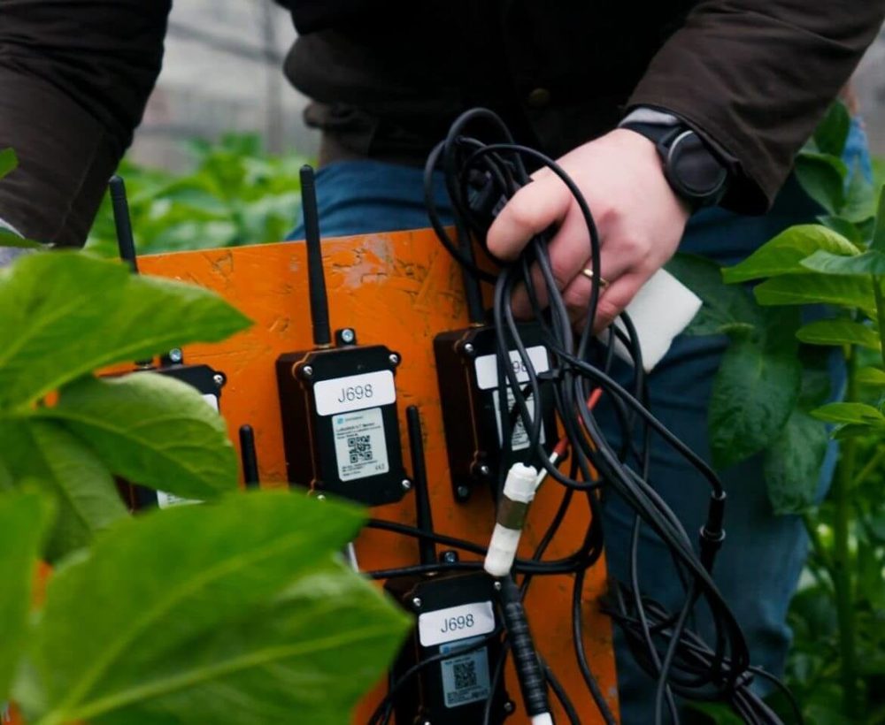 LoRaWAN soil sensors being installed among potato plants